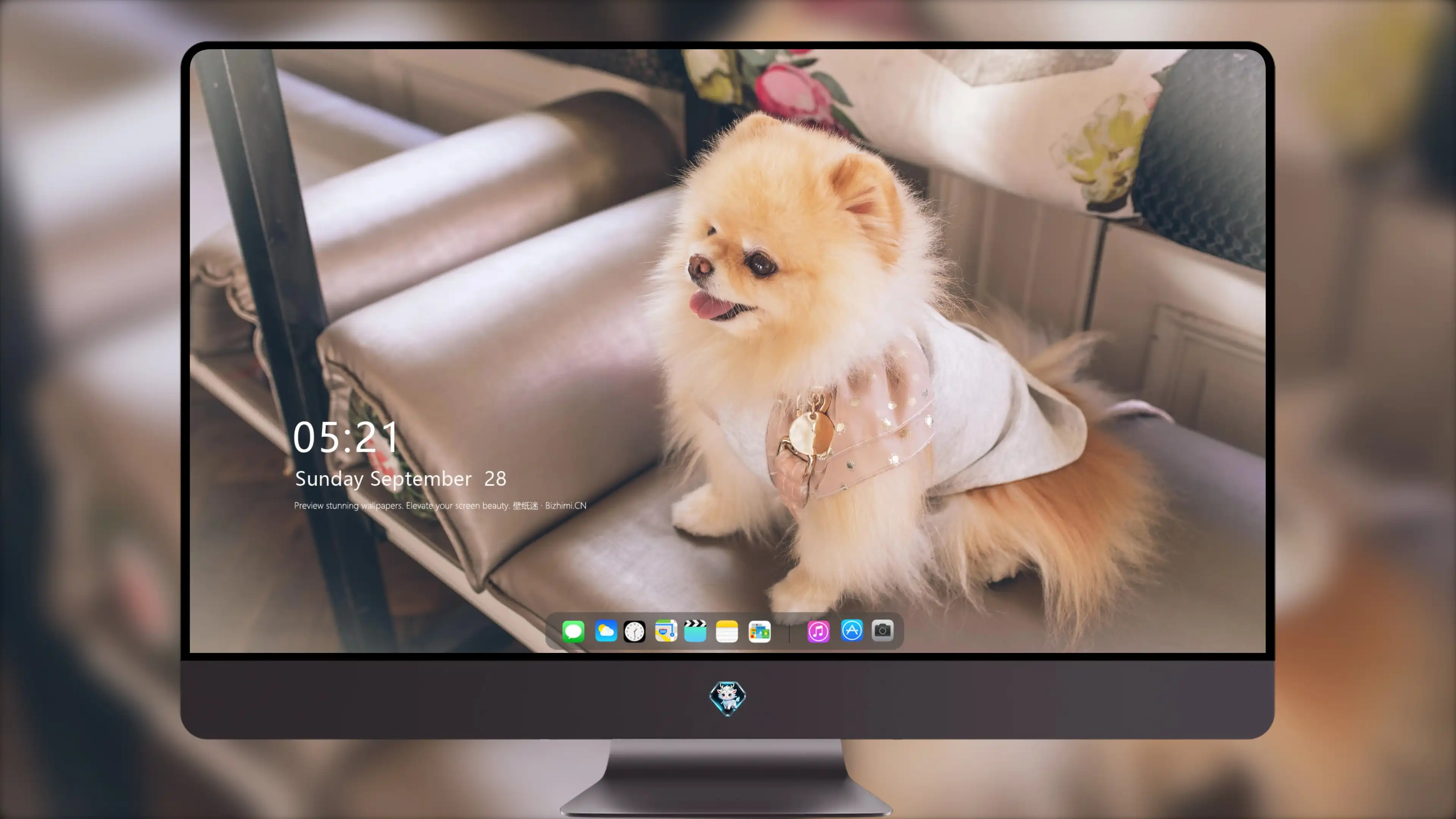 4k动物图片 狗探索环境 生动写真