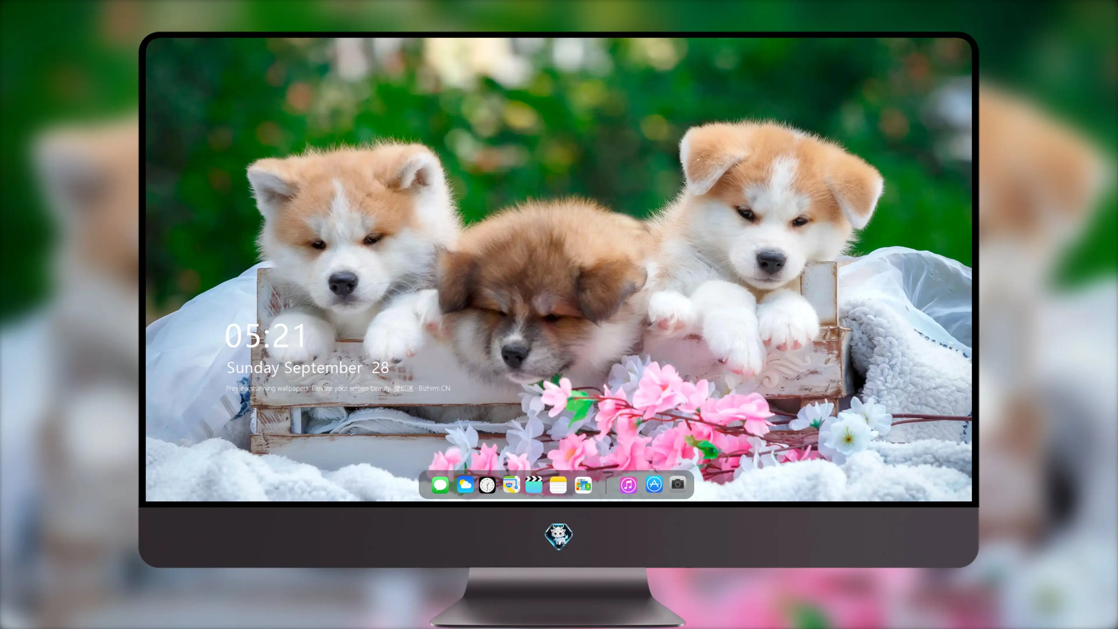 4k动物图片 狗探索环境 生动写真