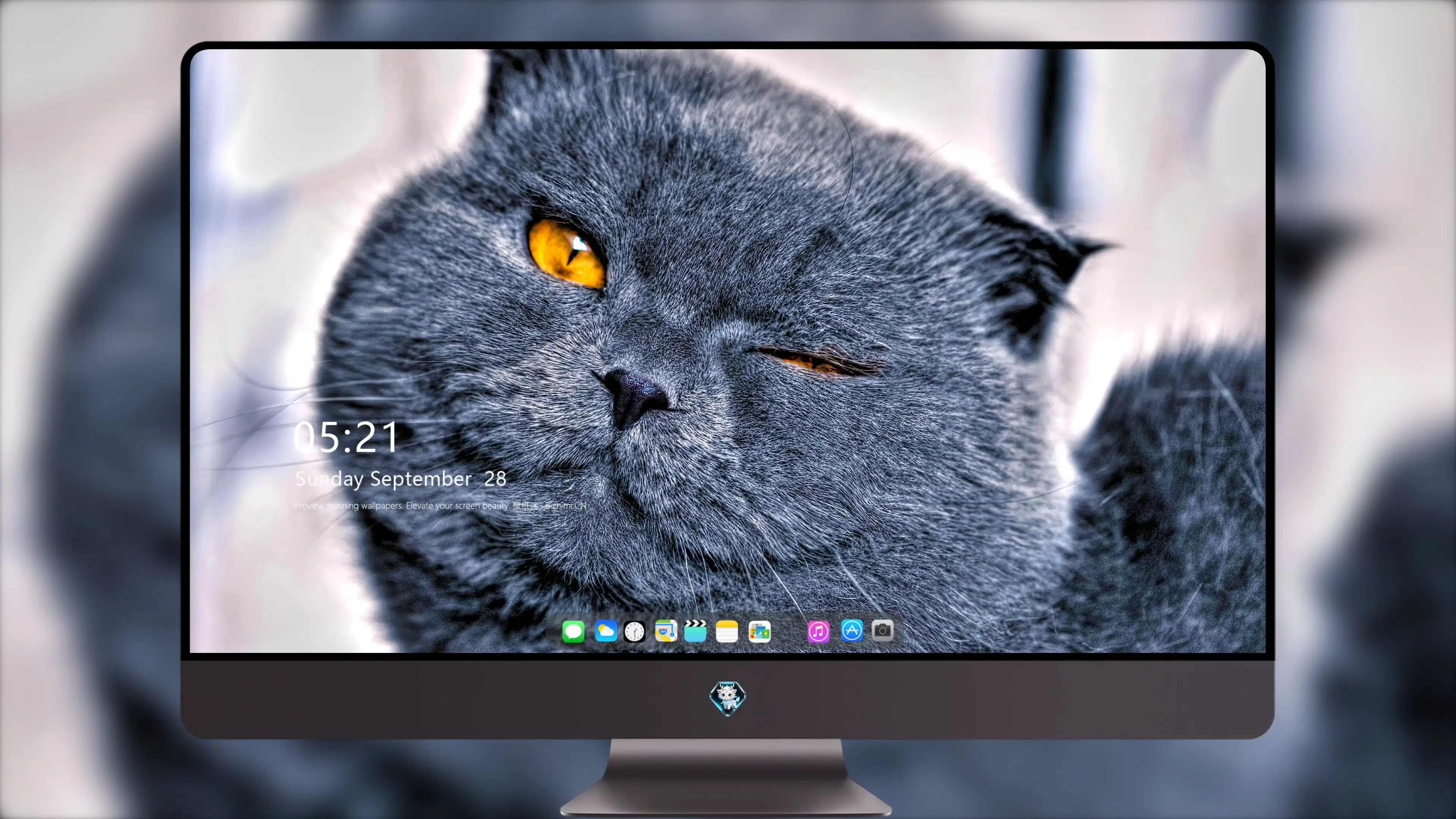 猫咪摄影作品 可爱小猫高清壁纸素材