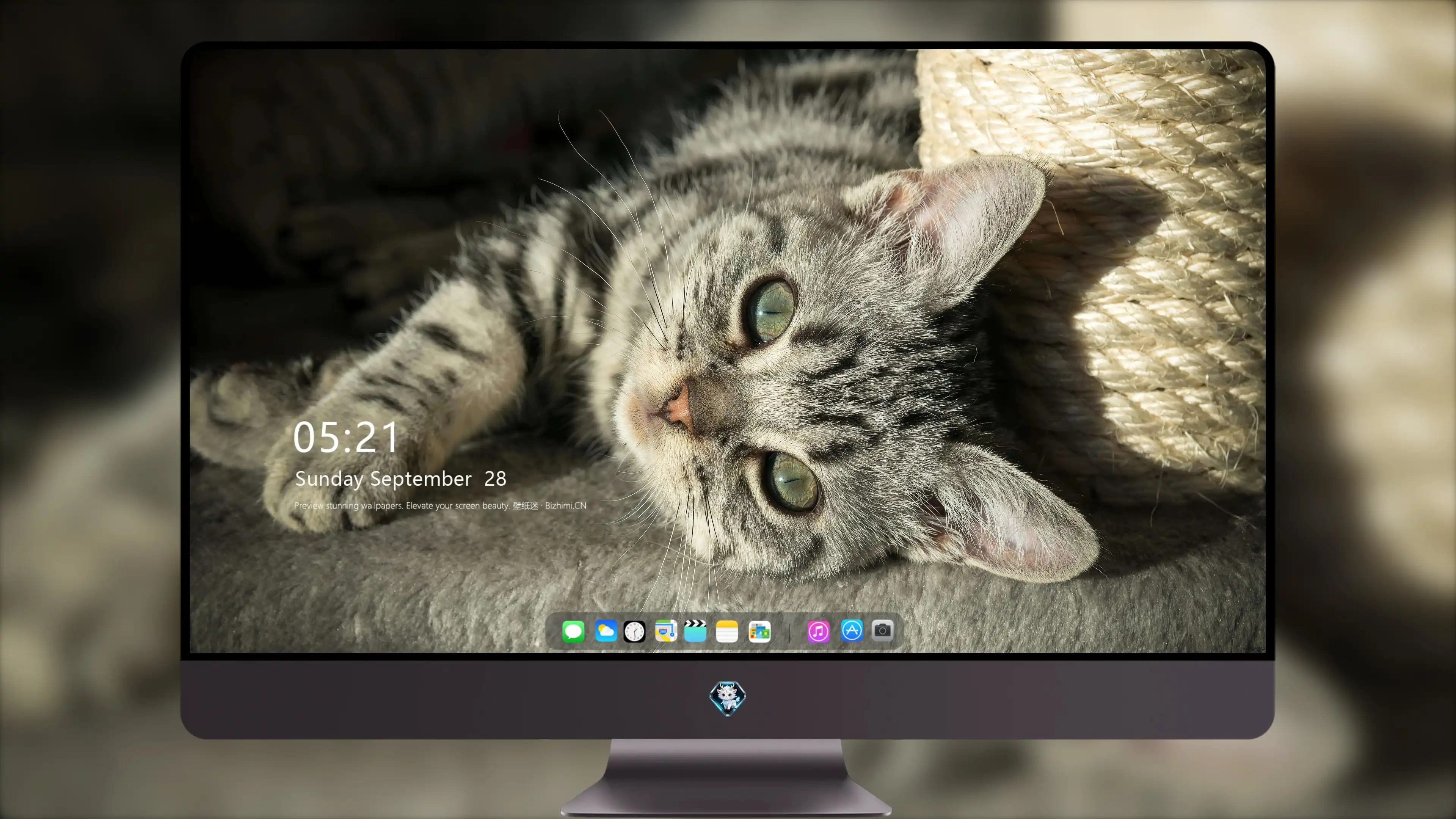 小猫图片大全 萌宠猫咪高清摄影素材