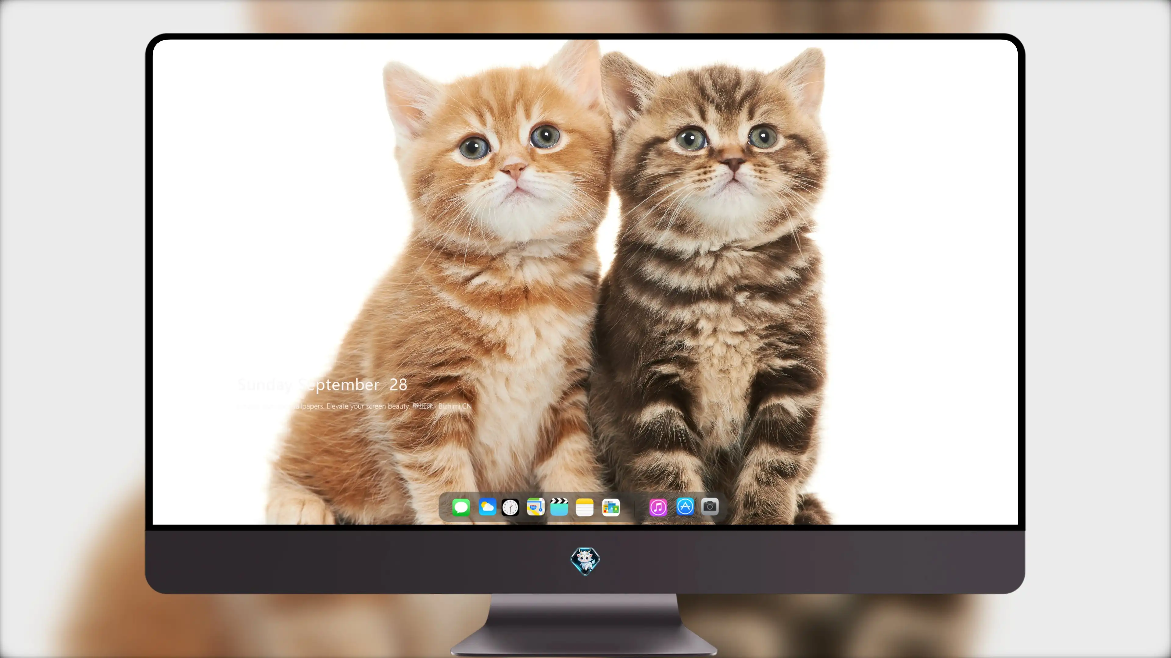 猫咪图片素材 可爱小猫壁纸大全
