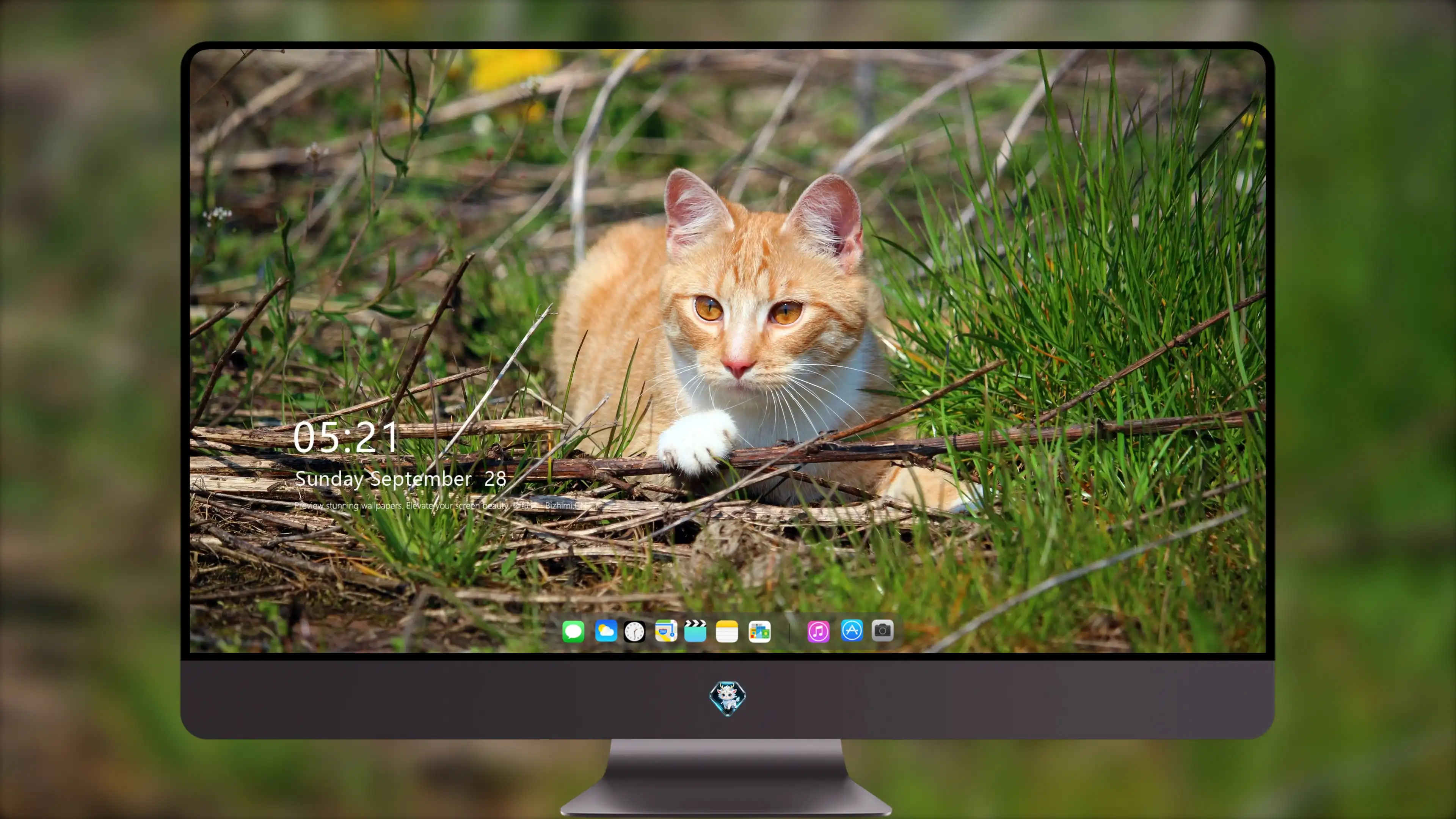 萌宠猫咪图片合集 小猫壁纸免费下载
