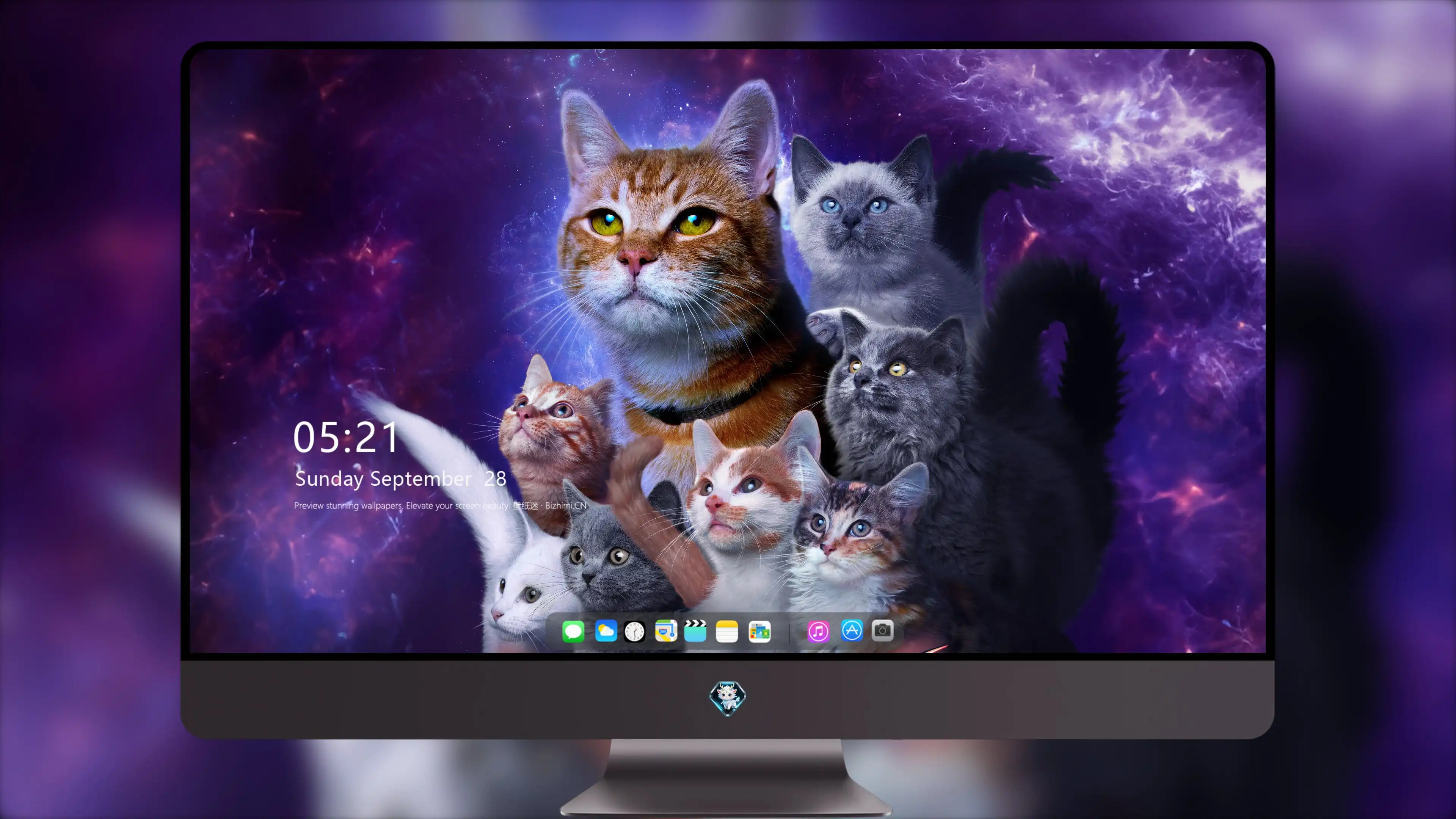 萌宠猫咪摄影 小猫高清图片壁纸