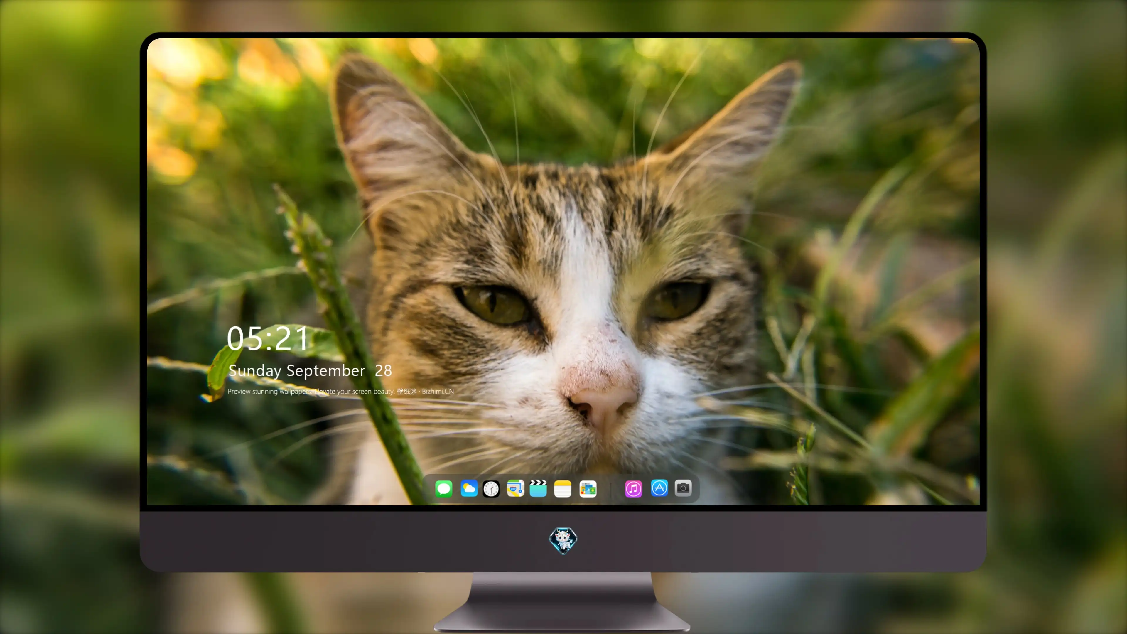 萌宠猫咪图片合集 小猫壁纸免费下载