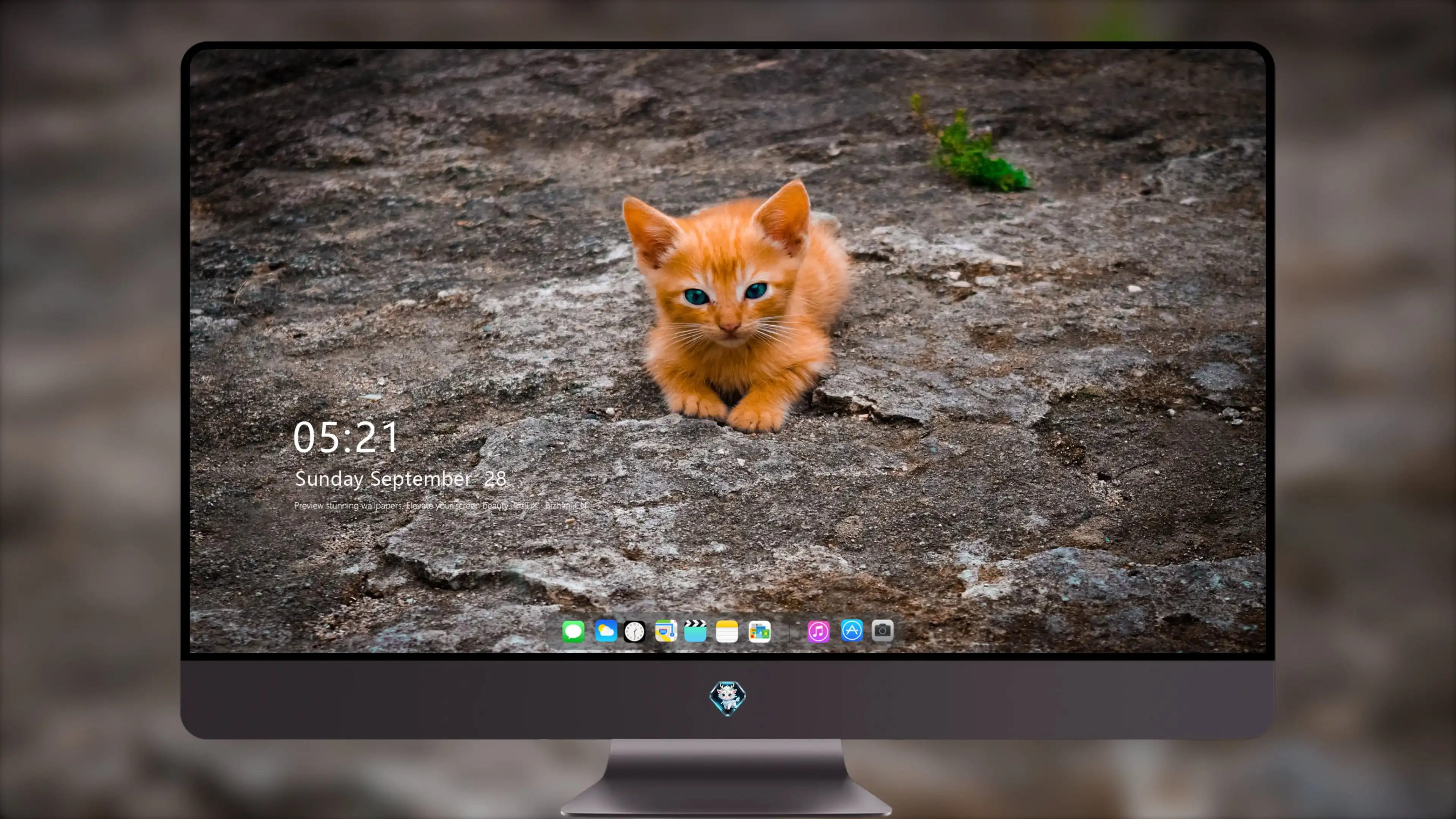 小猫图片大全 萌宠猫咪高清摄影素材