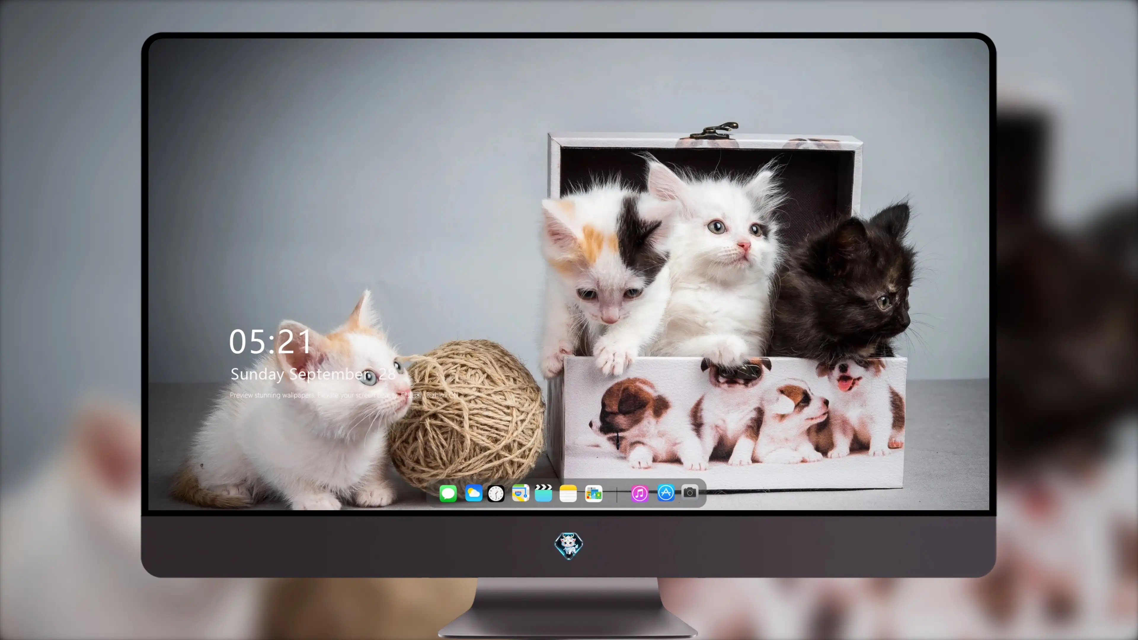 萌宠猫咪图片合集 小猫壁纸免费下载
