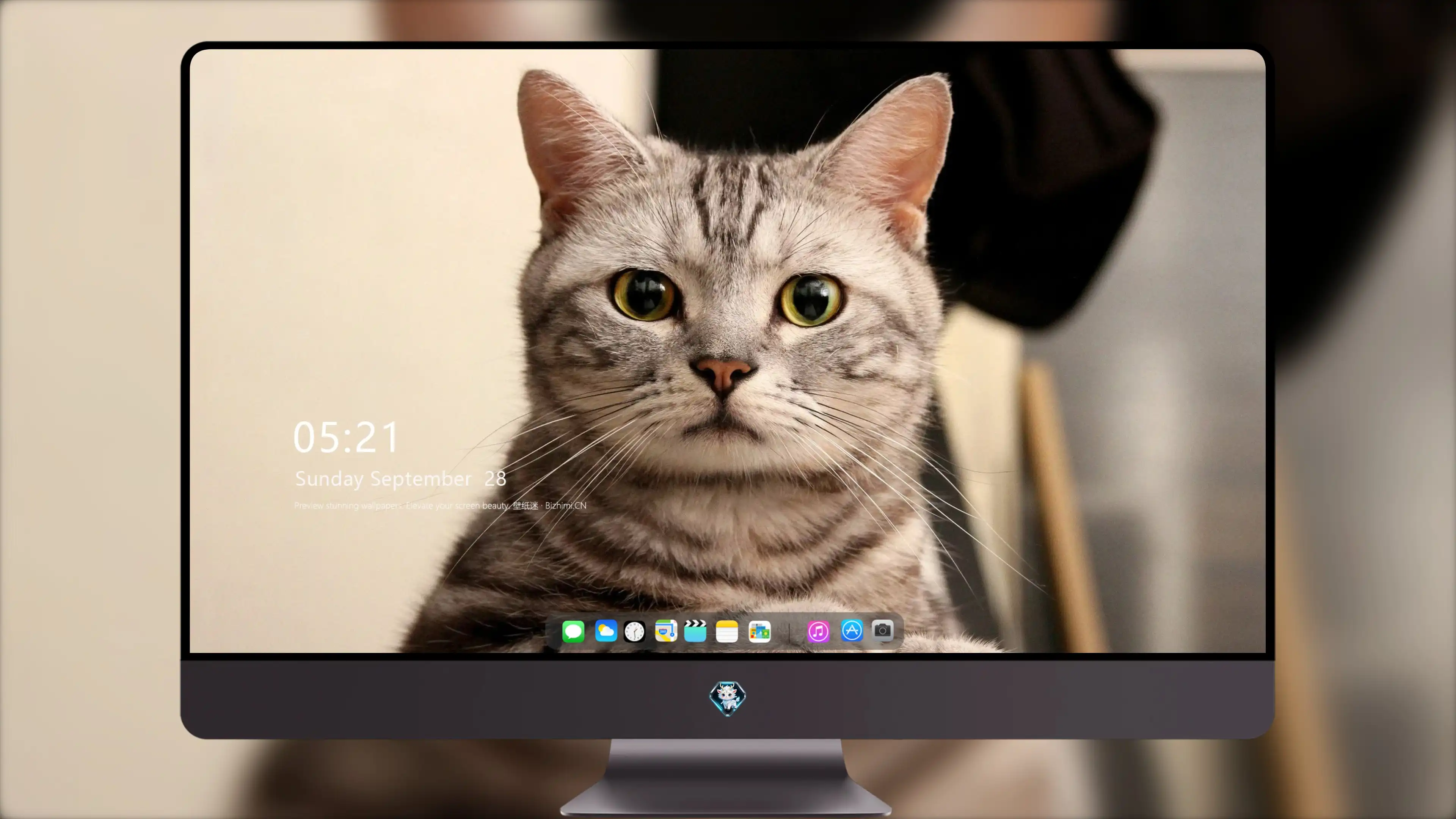 可爱小猫壁纸 猫咪图片高清合集