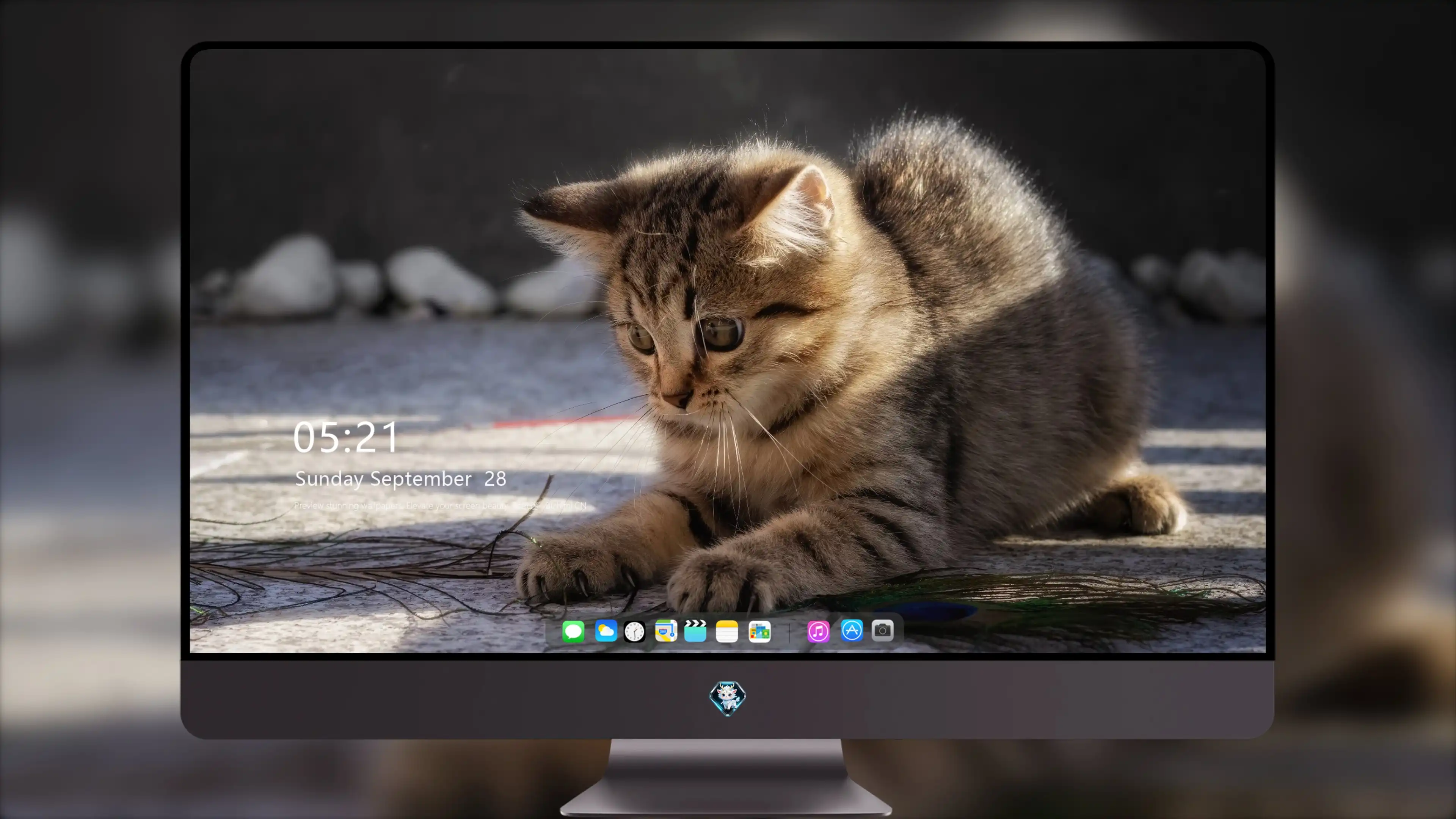 萌宠猫咪图片合集 小猫壁纸免费下载