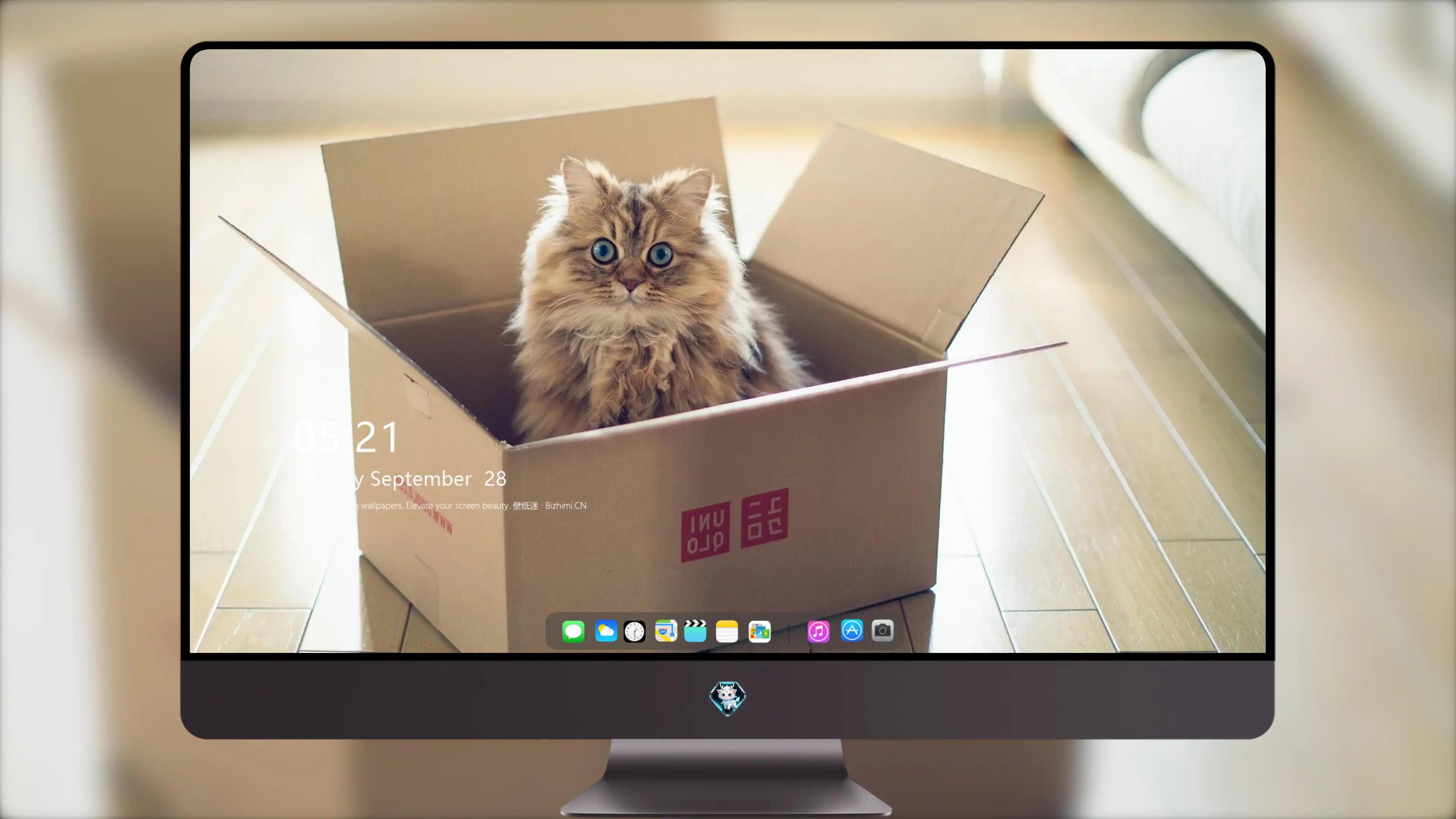高清小猫图片 萌宠猫咪壁纸合集