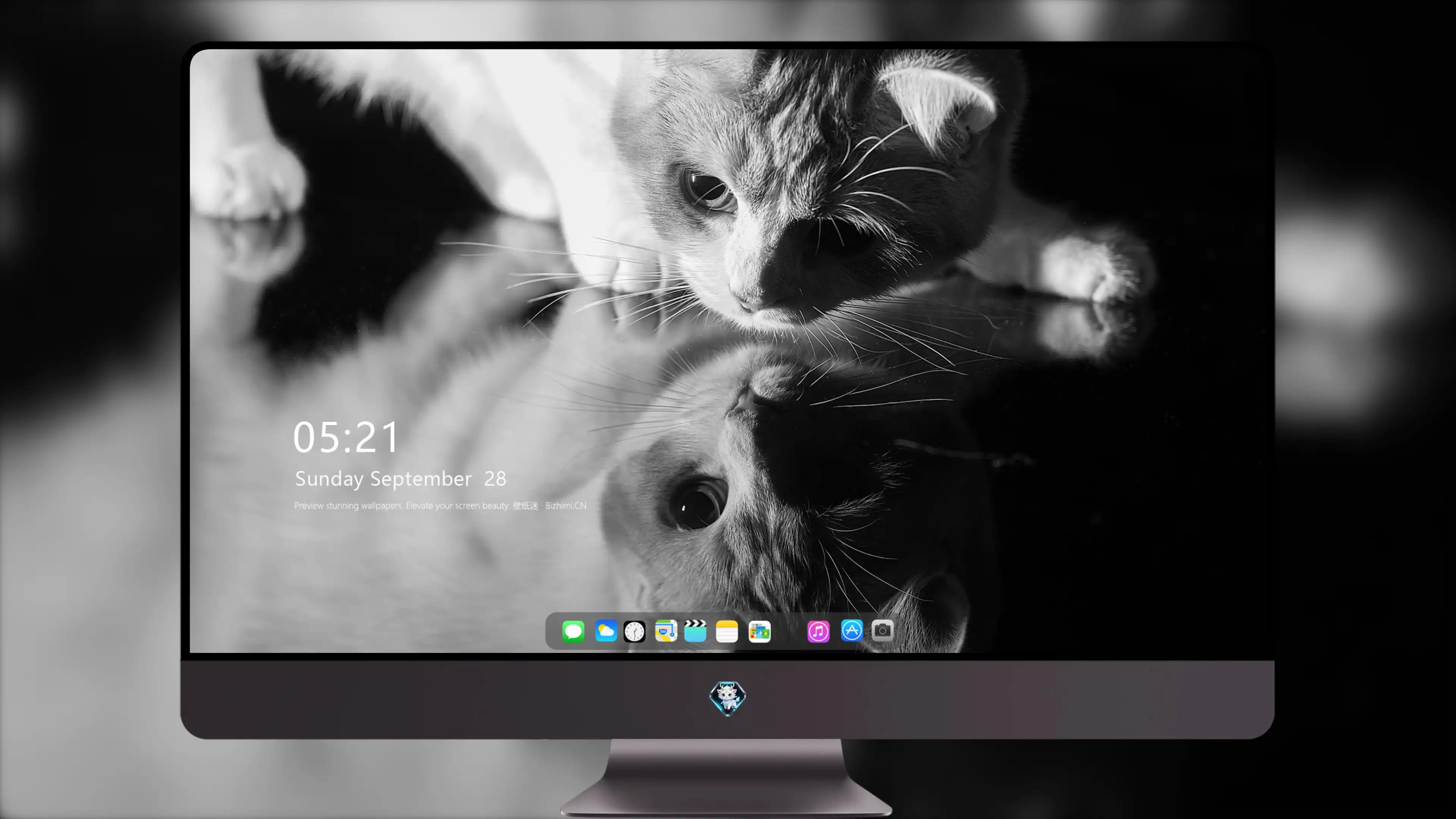 猫咪摄影作品 可爱小猫高清壁纸素材