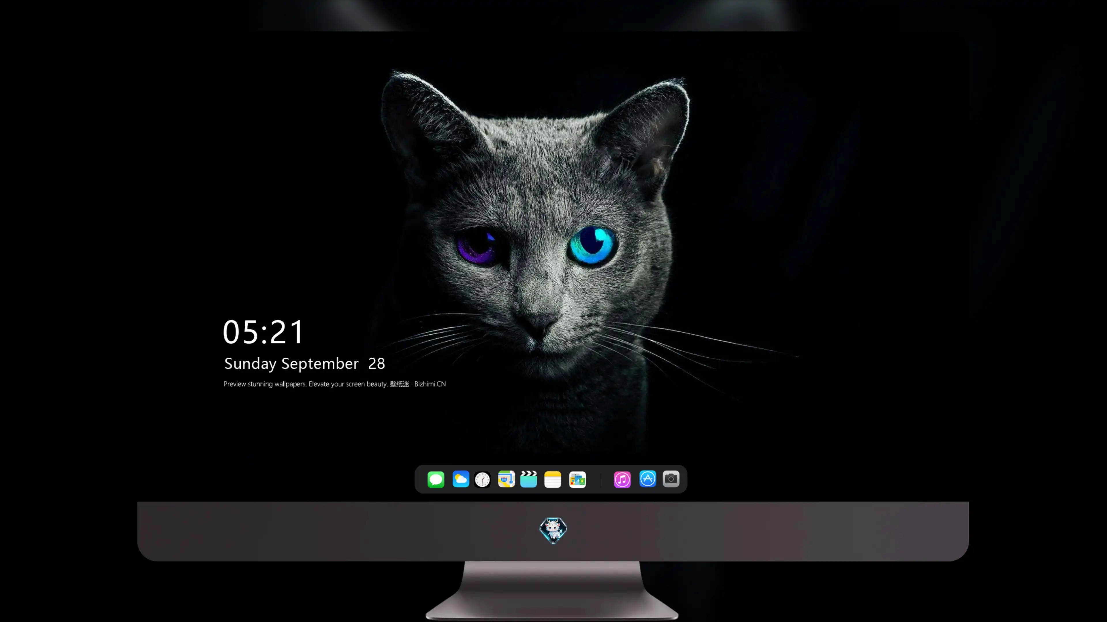 萌宠猫咪摄影 小猫高清图片壁纸