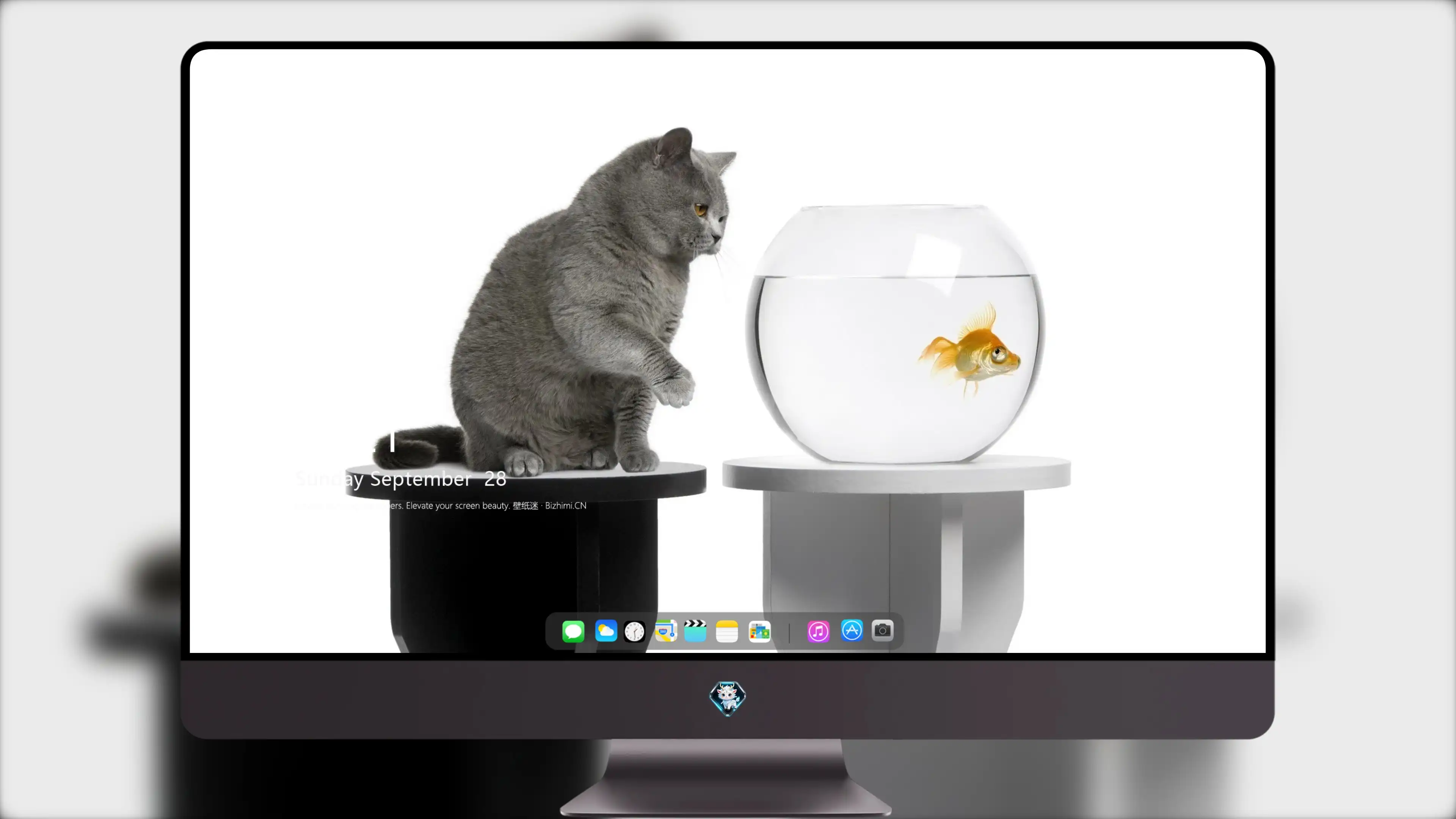 萌宠猫咪图片合集 小猫壁纸免费下载