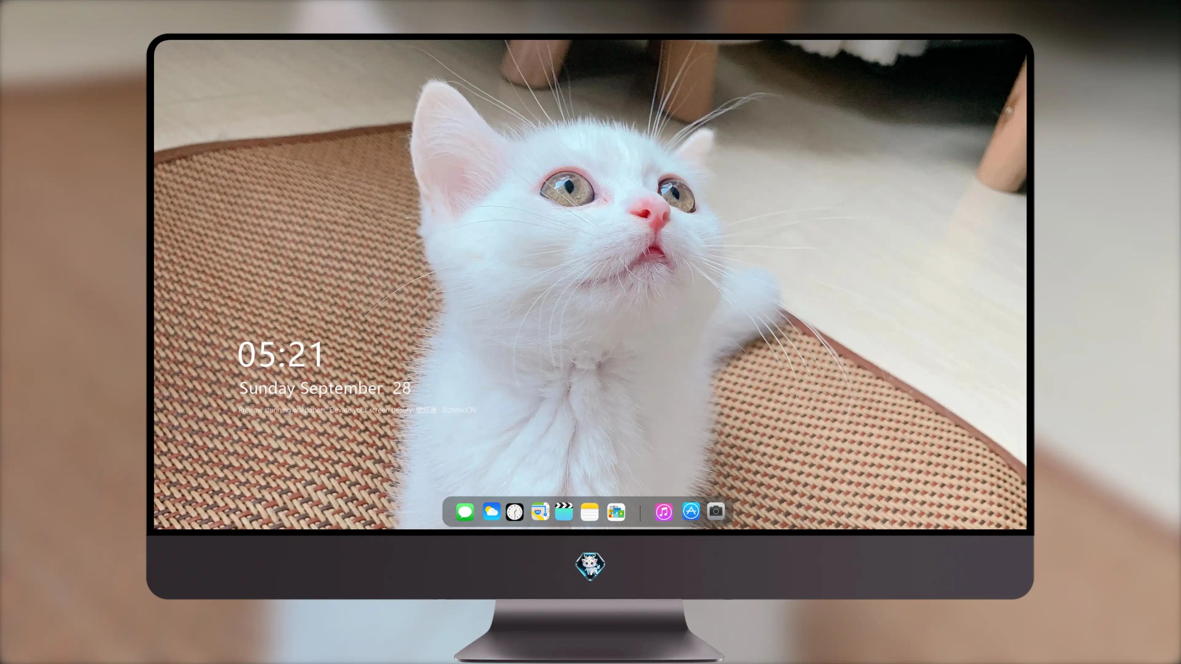 布偶猫优雅舔毛 可爱写真