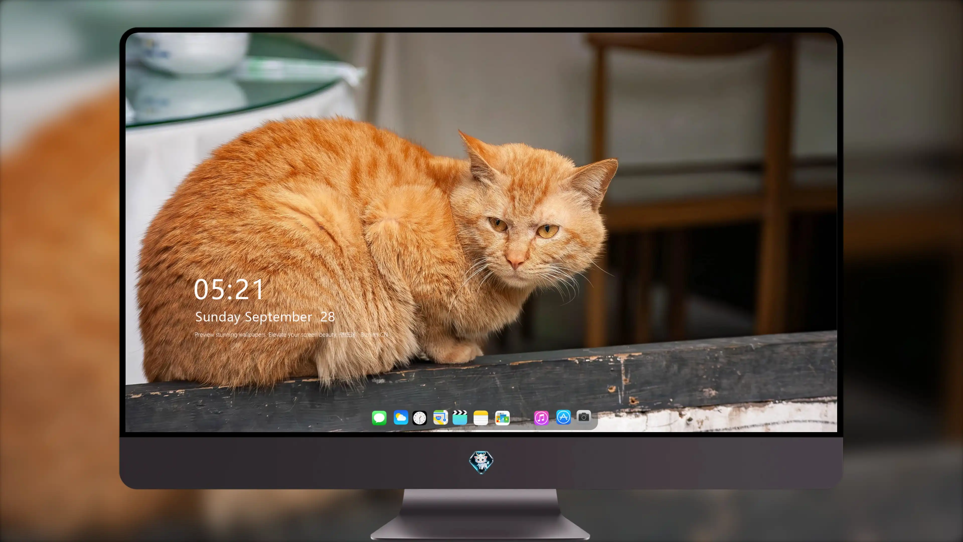 三花猫歪头看镜头 萌系图片