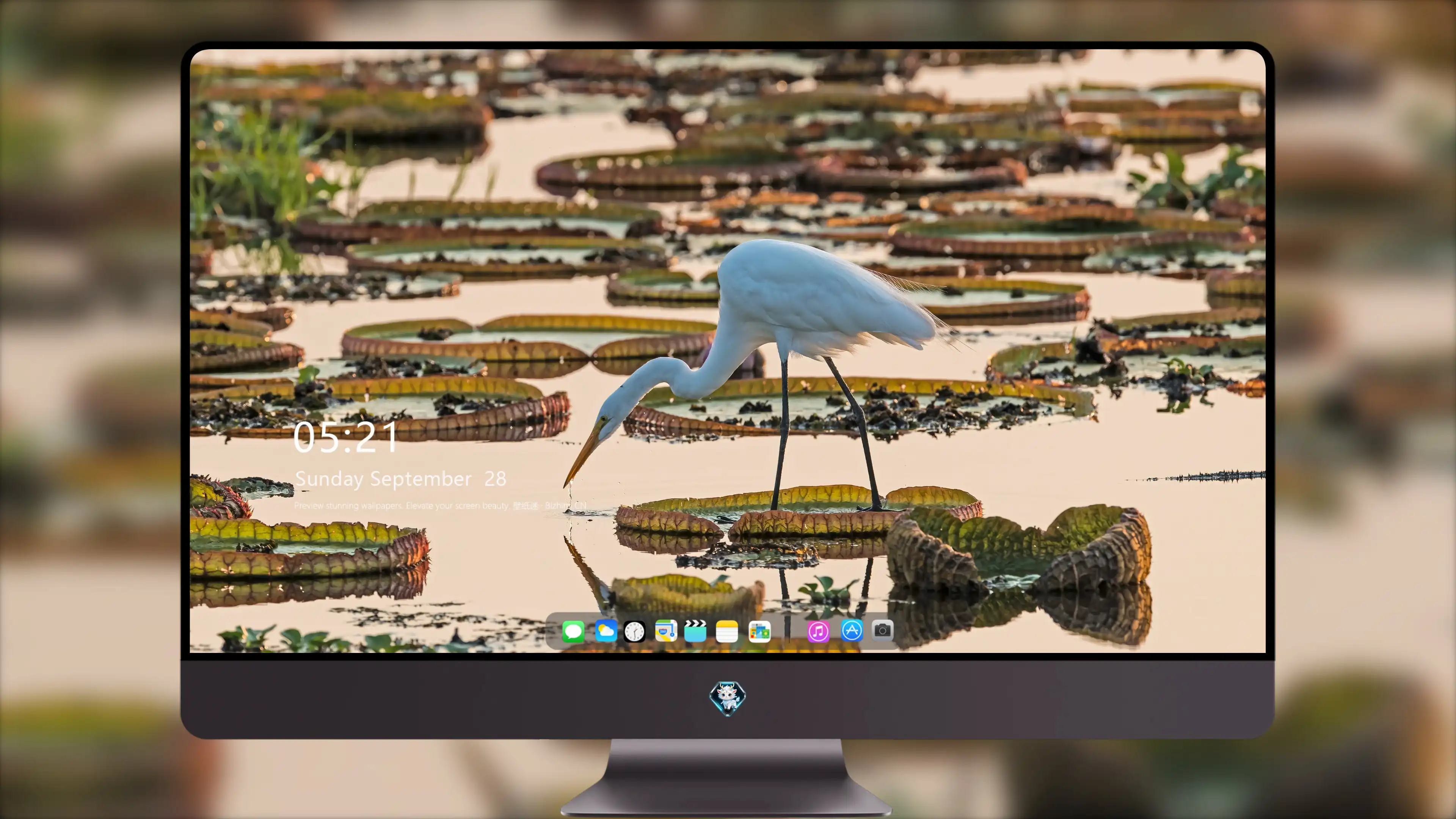 精美鸟类图片 小鸟壁纸免费下载