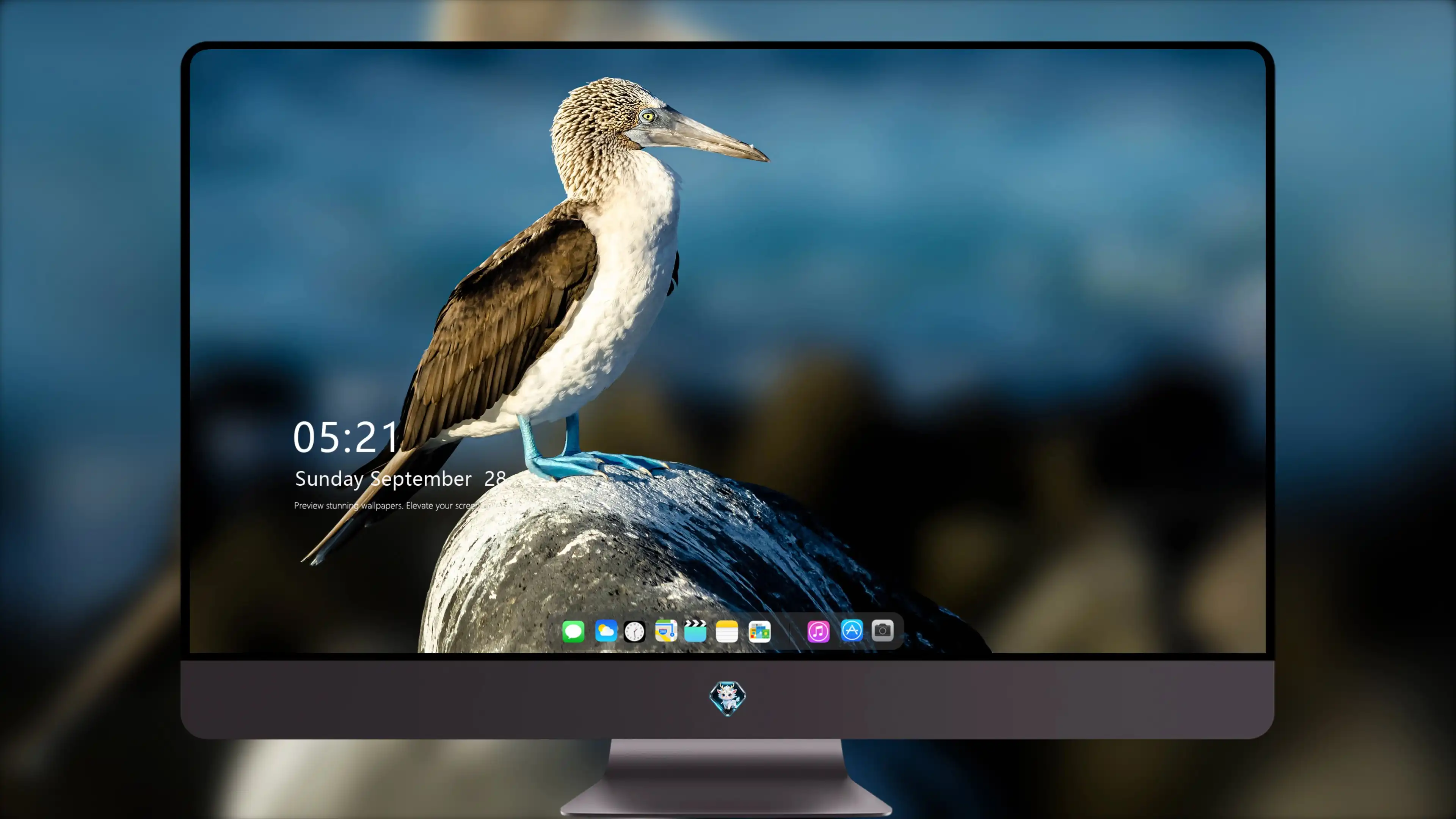 高清小鸟摄影 鸟类壁纸图片合集
